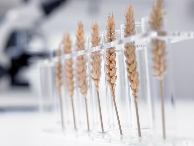 Анализ сорной примеси в пшенице по ISO