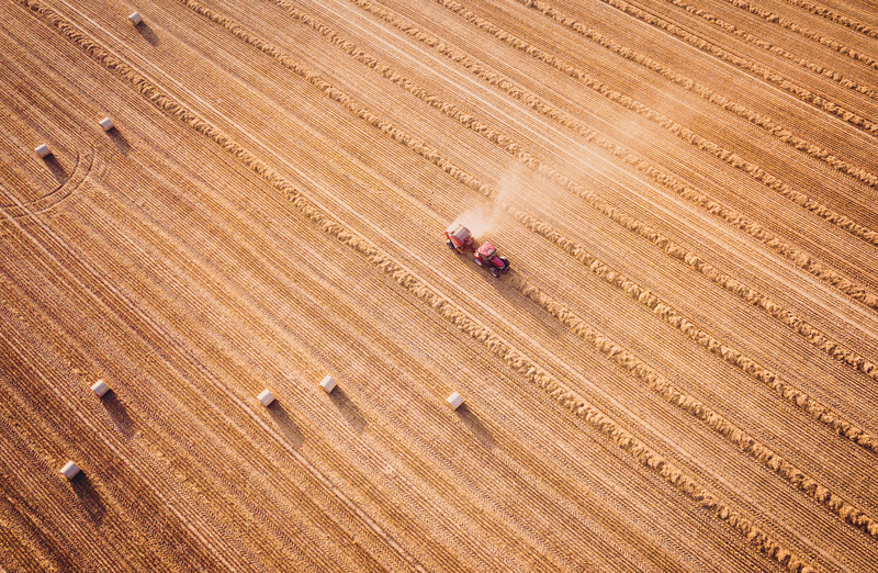 Анализ сорной примеси в пшенице по USDA