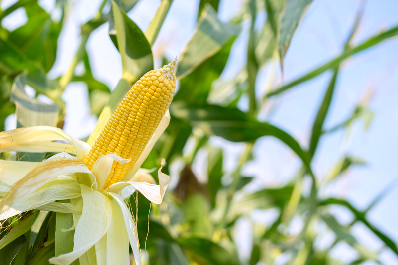 Анализ зараженности кукурузы вредителями