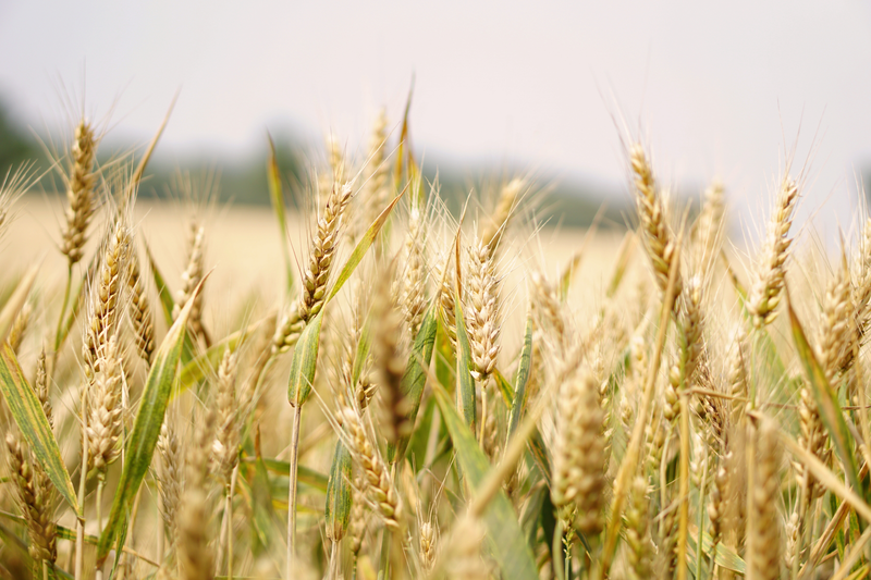 Анализ пшеницы, поврежденной клопом-черепашкой по ГОСТ