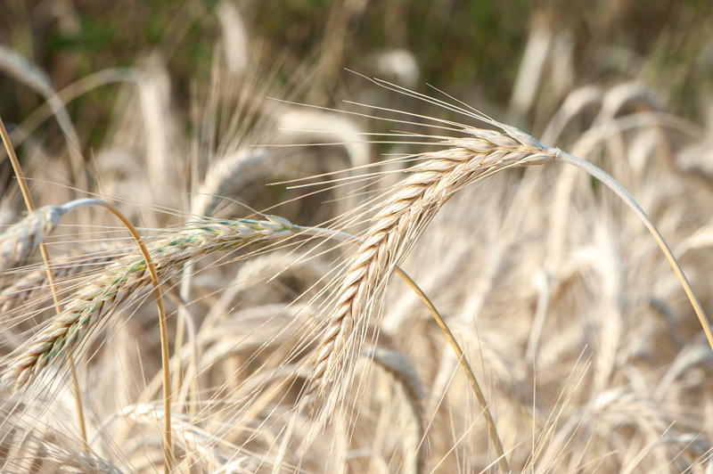 Определение амброзии в пшенице