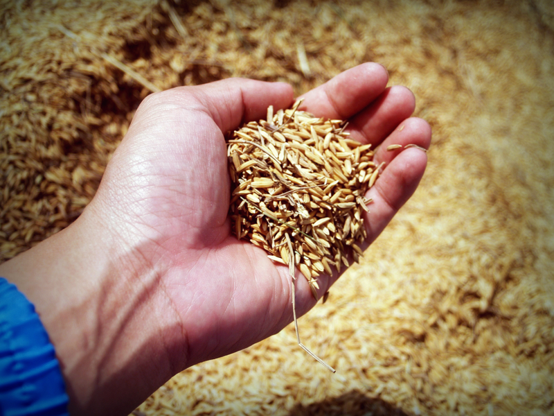 Анализ зерновой примеси в пшенице по ГОСТ