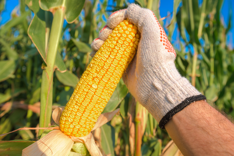 Анализ на битые зерна кукурузы по ISO