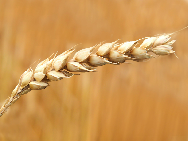 Анализ на битые зерна пшеницы по EN