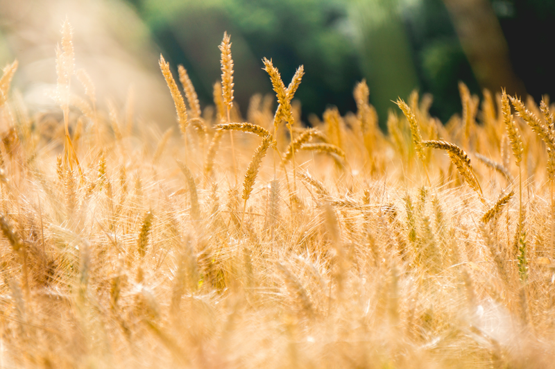 Анализ влажности пшеницы ИК-методом