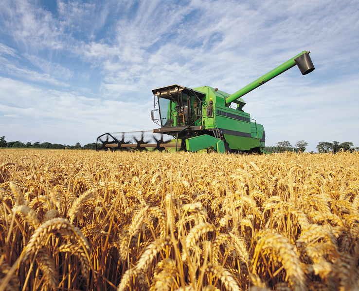 Определение овсюга в пшенице