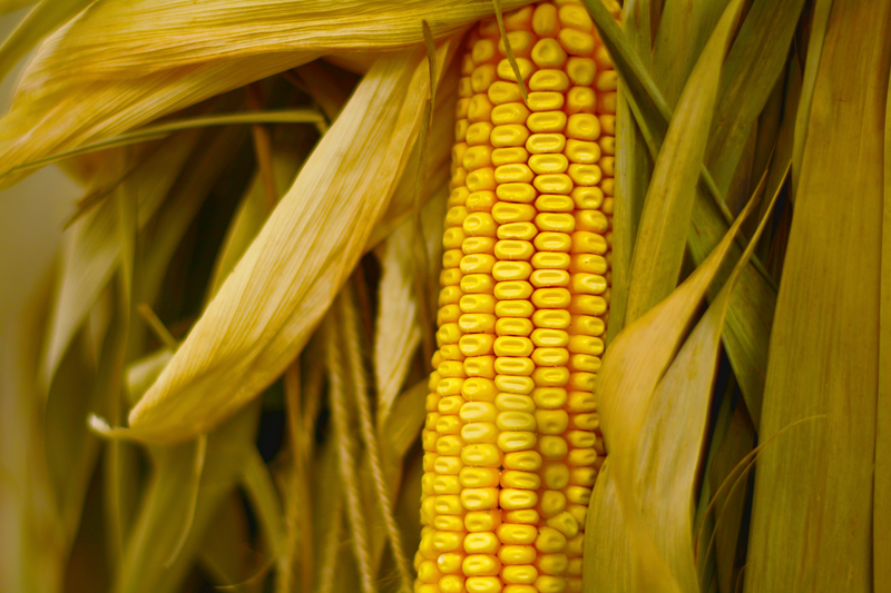 Анализ протеина в кукурузе
