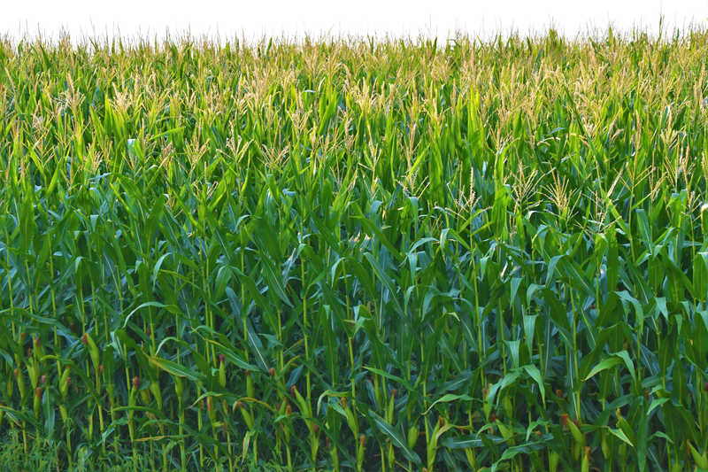 Анализ на поврежденные зерна кукурузы по ISO