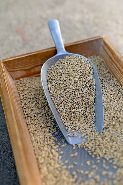 Определение процента поврежденных зерен пшеницы по USDA.
