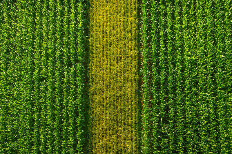 Определение присутствия амброзии в кукурузе