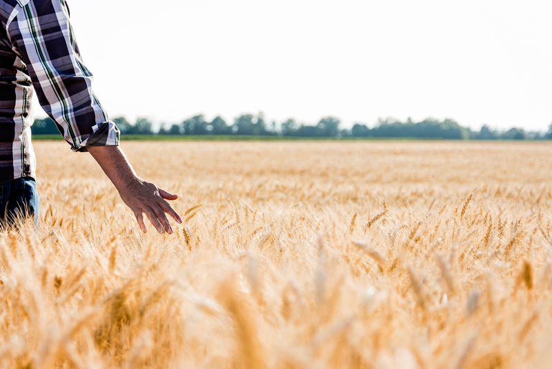 Анализ зараженности пшеницы вредителями