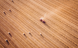 Анализ сорной примеси в пшенице по USDA