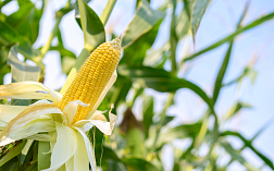 Анализ зараженности кукурузы вредителями