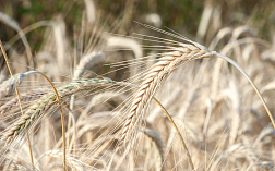 Анализ сорной примеси в пшенице по EN