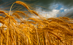 Анализ сорной примеси в пшенице по ГОСТ