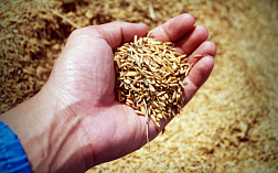 Анализ зерновой примеси в пшенице по ГОСТ
