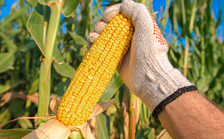 Анализ вредной примеси в кукурузе