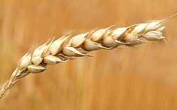 Анализ вредной примеси в пшенице