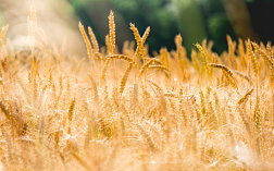 Анализ влажности пшеницы ИК-методом