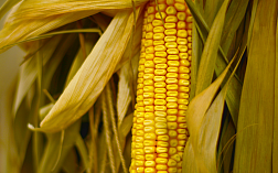 Анализ протеина в кукурузе