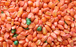 Анализ кукурузы на другие злаковые по ISO