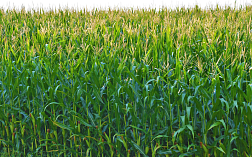 Анализ зерновой примеси в кукурузе по ГОСТ