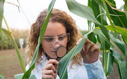 Анализ сорной примеси в кукурузе по ISO
