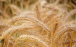 Анализ пшеницы на запах и цвет