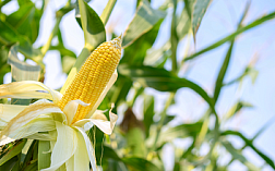 Анализ влажности кукурузы ИК-методом