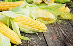 Анализ сорной примеси в кукурузе по ГОСТ