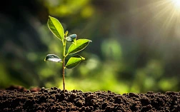 Изображение растения, растущего из земли